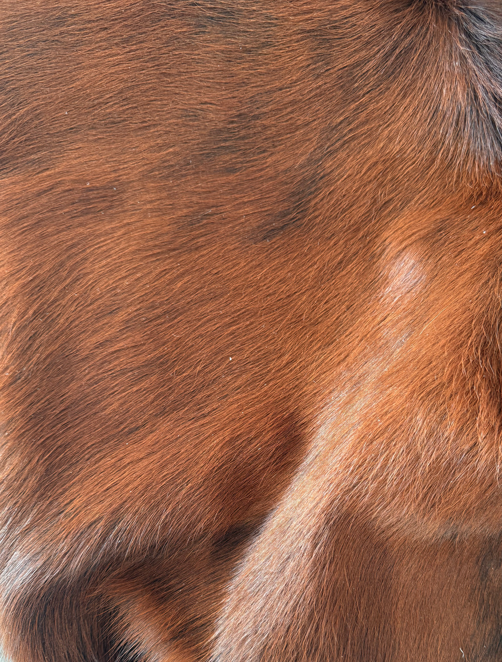 Premium  Cowhide Rug  1.78m x 1.65m - cowhiderugslondon.co.uk