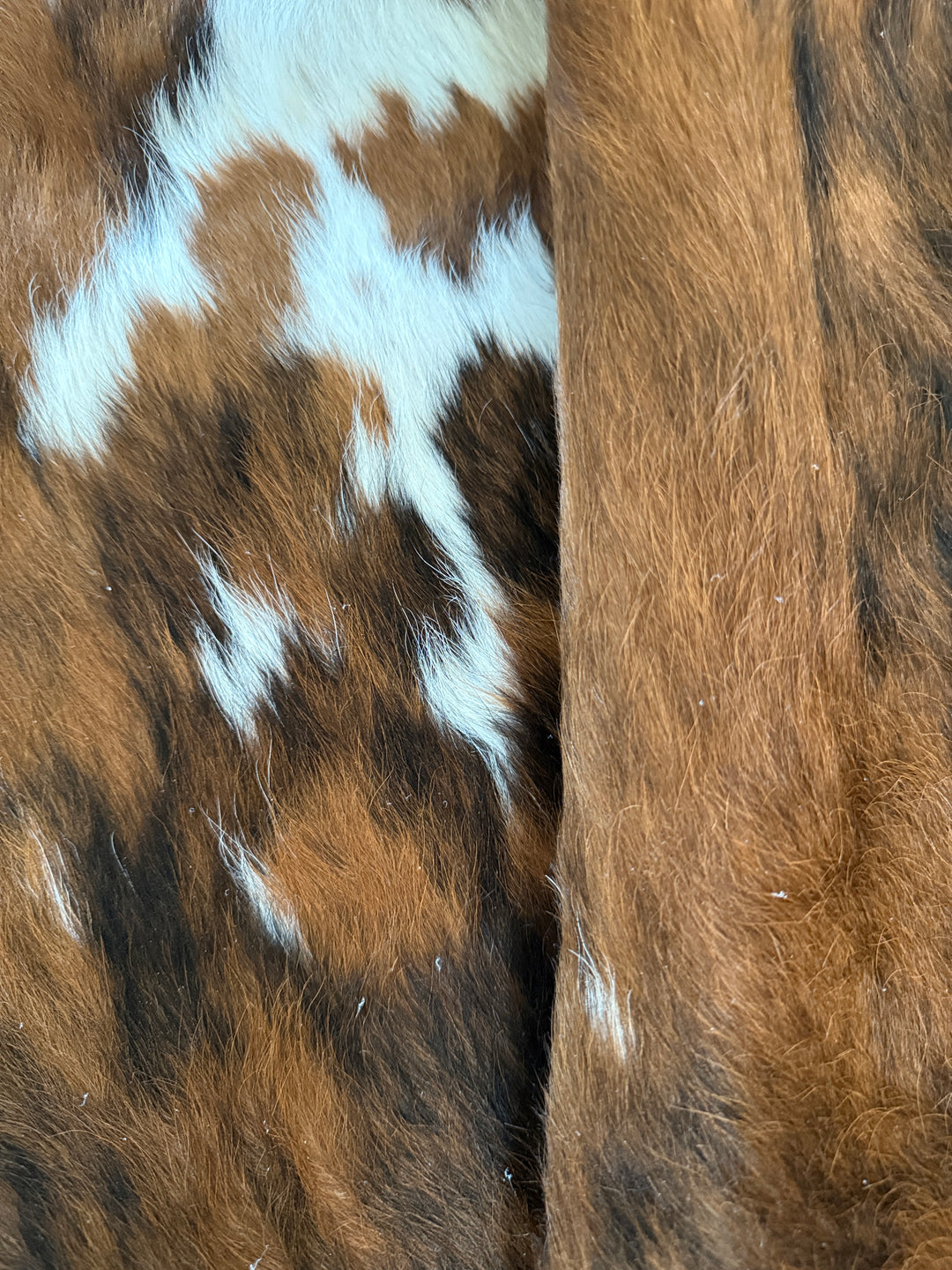 Close-up of brown and white cowhide