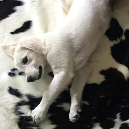 COWHIDE RUGS SMALL - cowhiderugslondon.co.uk