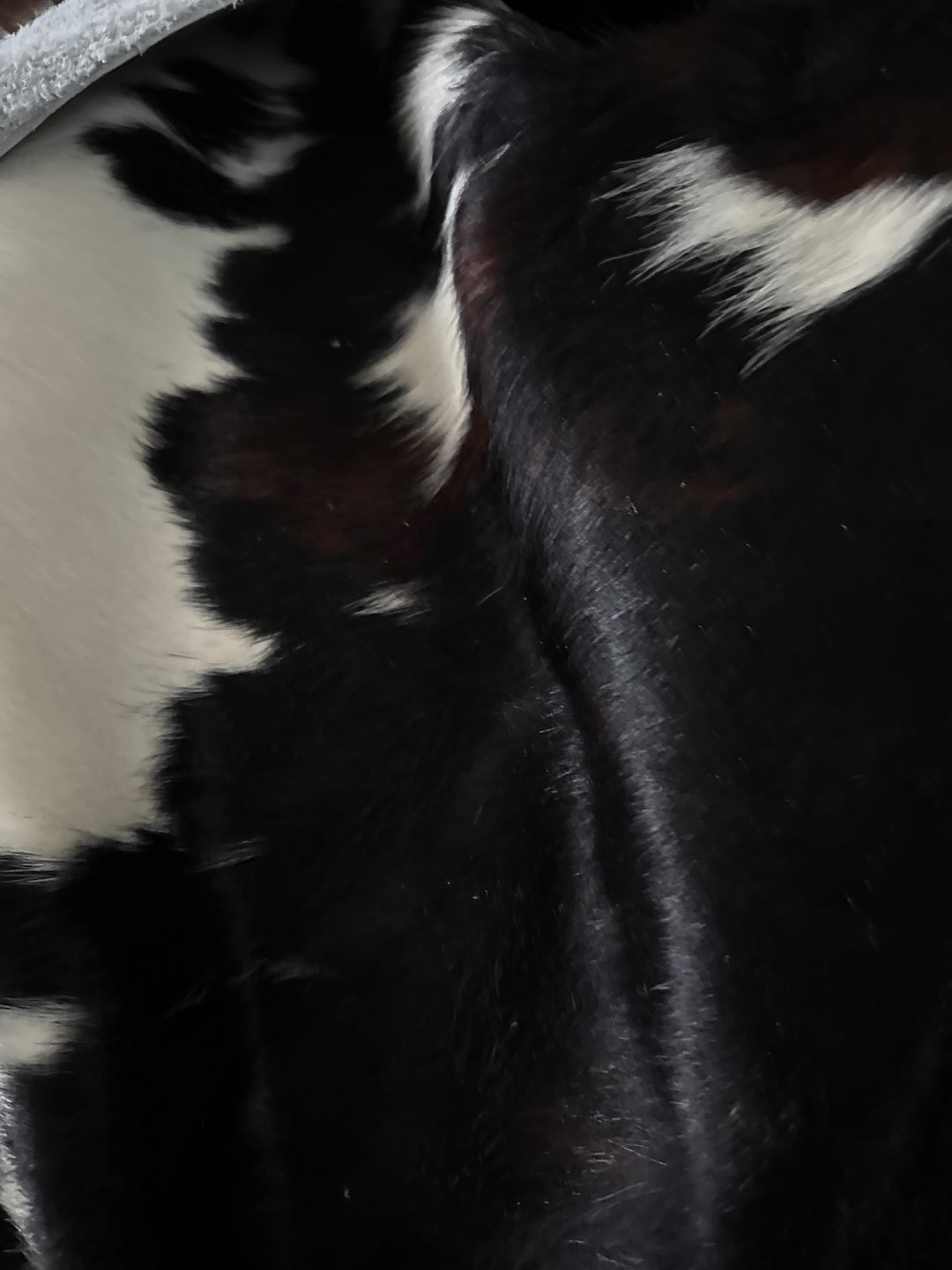 Premium Cowhide Rug  N54120  210cm x 190cm (83" x 75") XL - cowhiderugslondon.co.uk