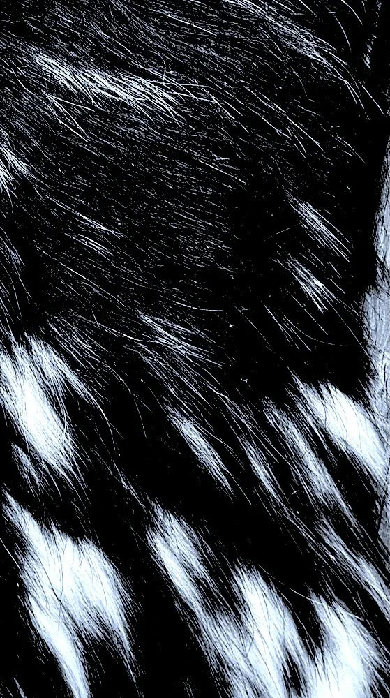 Cowhide Rug Small 55122 155cm x 130cm (61" x 50") Extra Small - cowhiderugslondon.co.uk