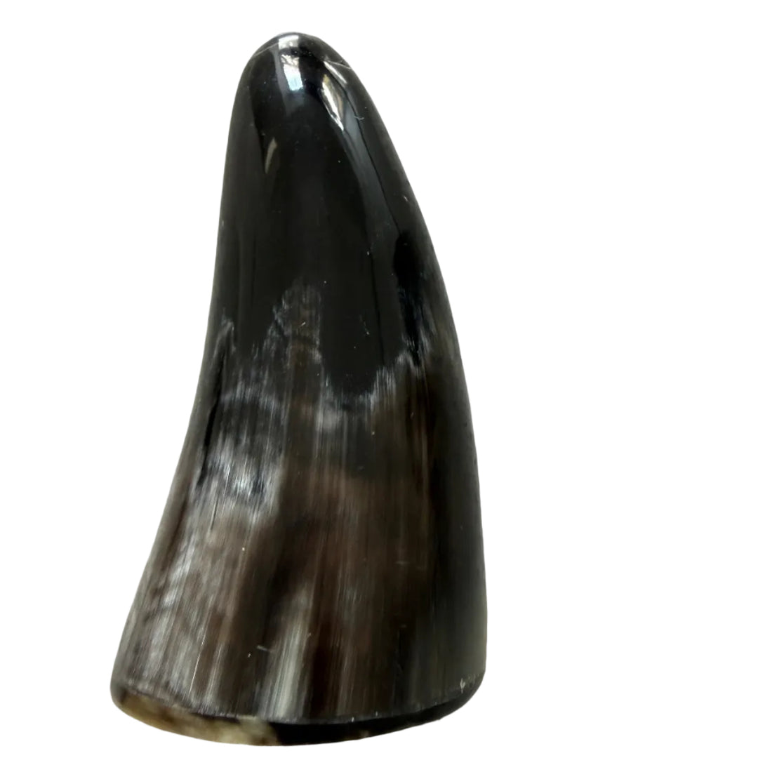 A natural cow horn or tusk-shaped object with a glossy dark brown to black top and lighter brown and cream bands near the base, photographed on a speckled light gray countertop.