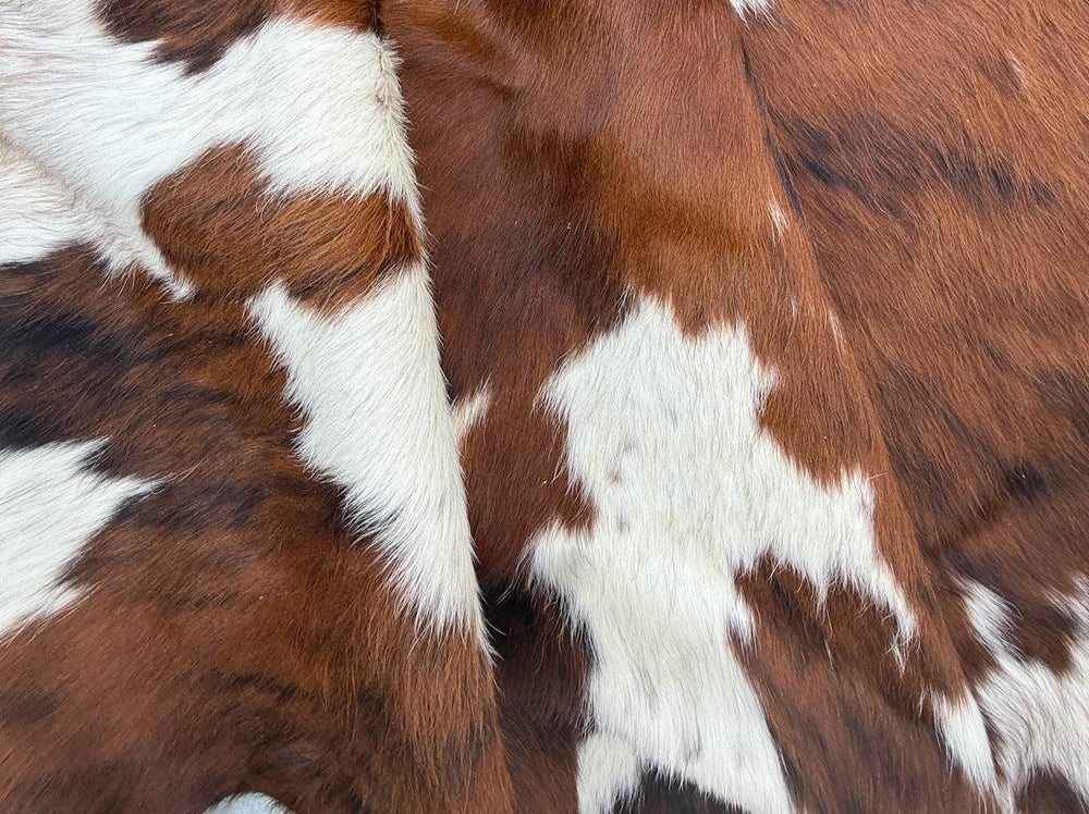 Premium cowhide rug from Cowhide Rugs London, large natural hide with distinctive patterns, measuring 234cm by 211cm.