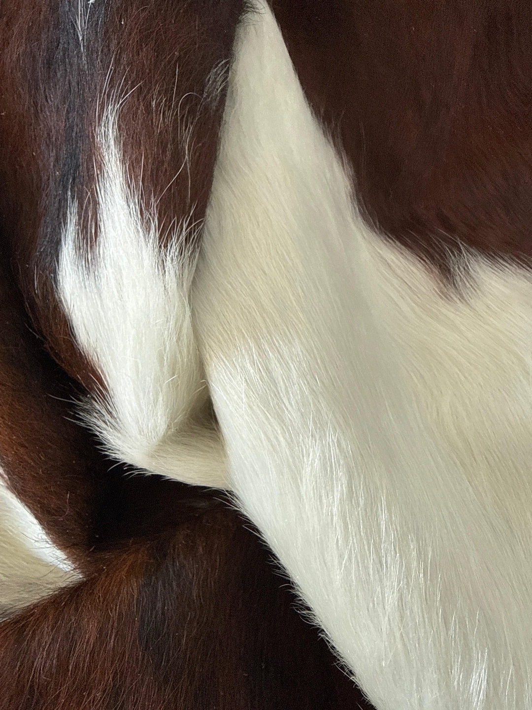 Premium Cowhide Rug from Cowhide Rugs London, large natural cowhide with distinctive markings, measuring 243cm by 195cm.
