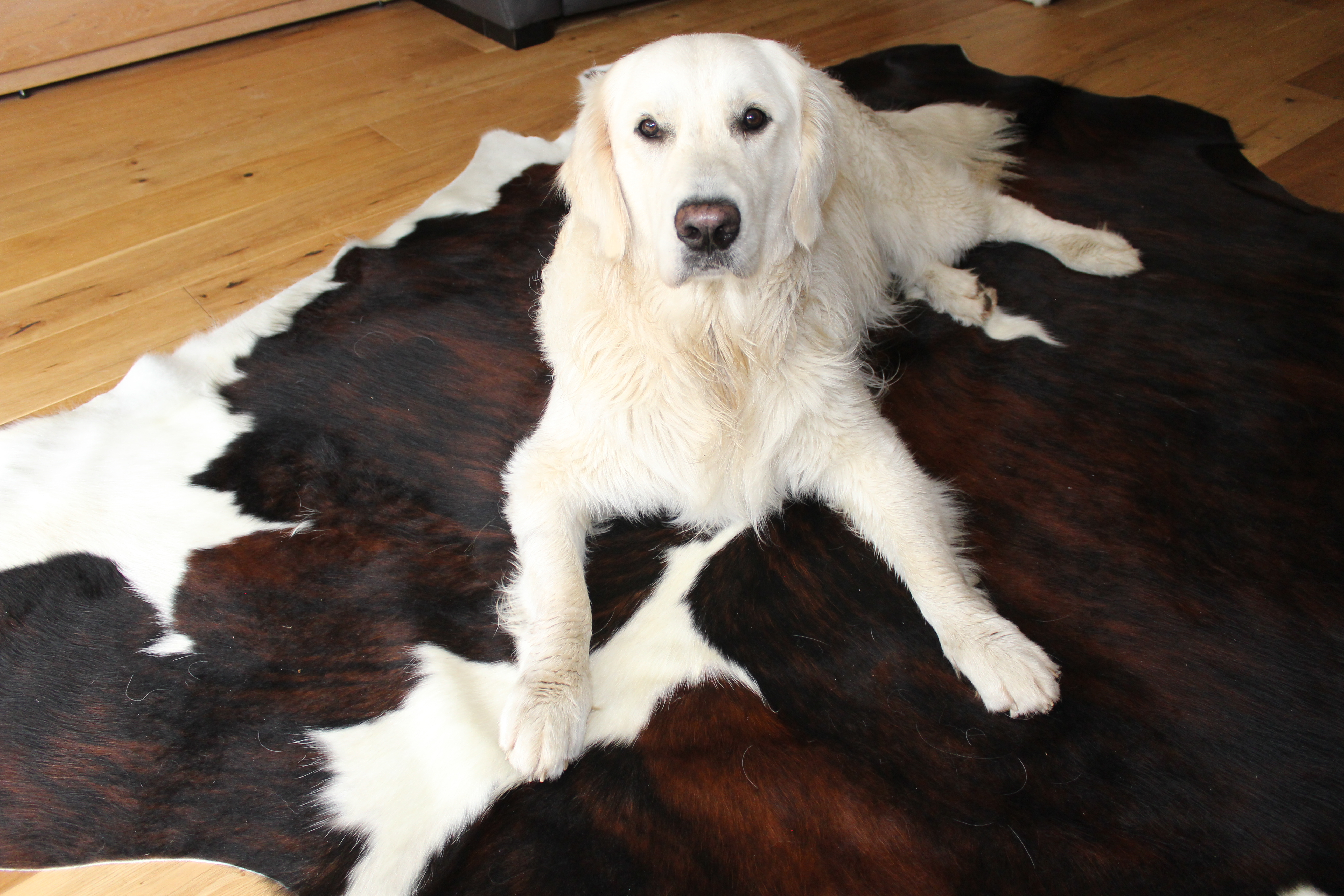 Cowhide Rugs are Great